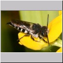 Coelioxys elongata - Kegelbiene w01a 10mm.jpg